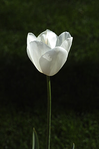 tulipas, flor, flores, natureza, Branco, planta, linda