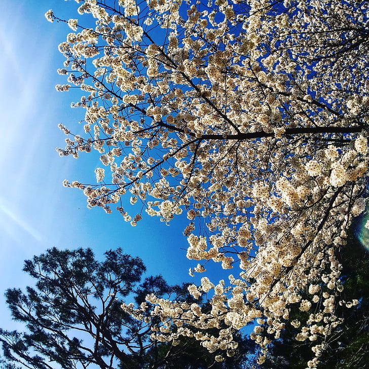fleur de cerisier, Sky, pin, nature, printemps, forteresse de Hwaseong, Palais