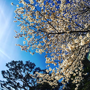 třešňový květ, obloha, borovice, Příroda, jaro, Hwaseong fortress, palác
