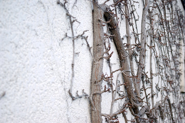 bức tường, cây leo, lá hẹp, chi nhánh, thảm thực vật