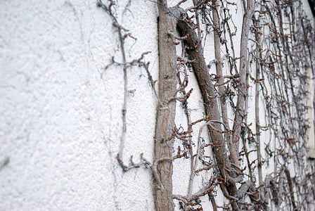 væg, Creeper, Smalbladet, gren, vegetation