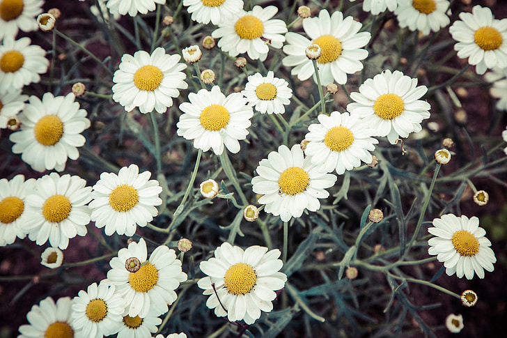 daisies, daisy, flower, summer, floral, white, petals