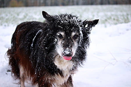 neve, cane, confine, cane nella neve, Collie, cane da pastore, collie di bordo