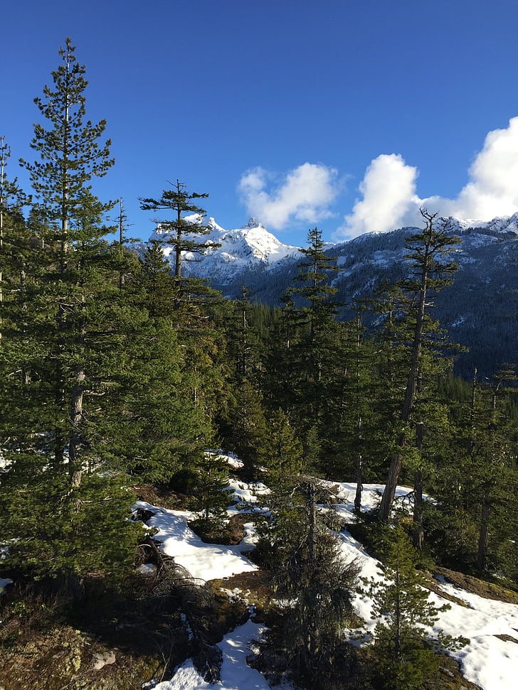 Kanada, bergen, landskap, skogen, snö, vintergröna träd, Pine