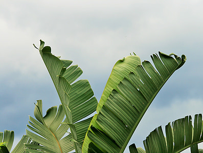 fulles, esquinçada, verd, en forma de ventall, Strelitzia, gegant, plàtan salvatge