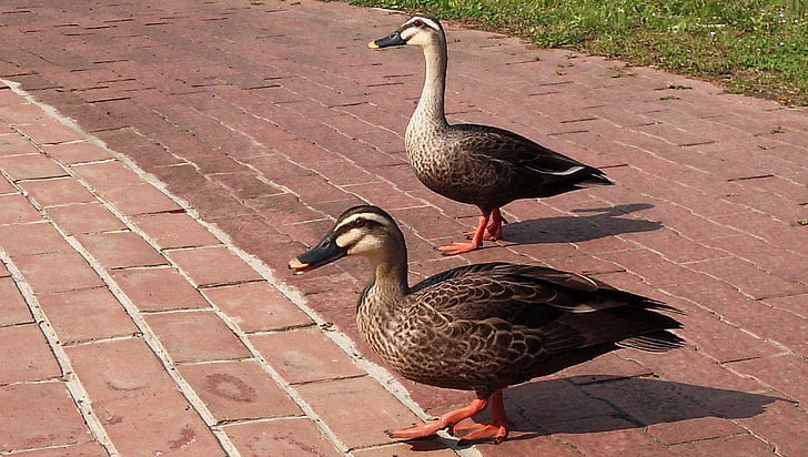 Spot-billed duck, animal, padre hijo