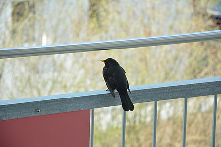 blackbird, bird, songbird, animal, nature, railing, black bird