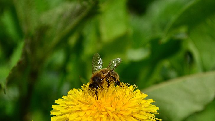 Latem, Pszczoła, makro, pyłek, kwiat, Natura, owad
