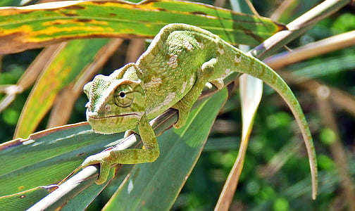 chameleon, mediterranean chameleon, lizard, reptile, nature, animal, color