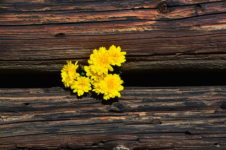 crisantems, groc, fusta