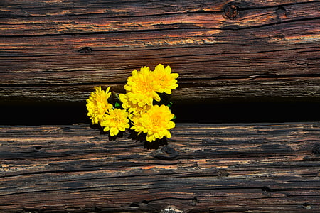 chrysanthèmes, jaune, bois