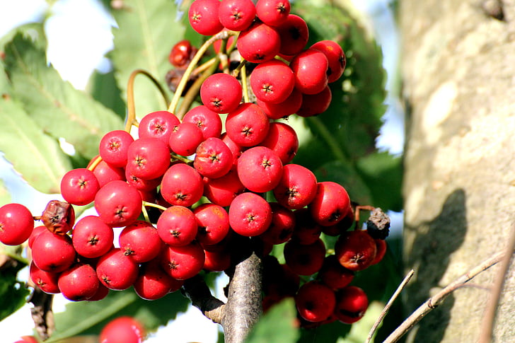 Rowan, Jerebika, Jerebika, listnato drevo, moko jagode, Sorbus, zaduši jagodami