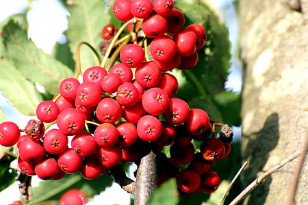 Rowan, Jerebika, Jerebika, listnato drevo, moko jagode, Sorbus, zaduši jagodami