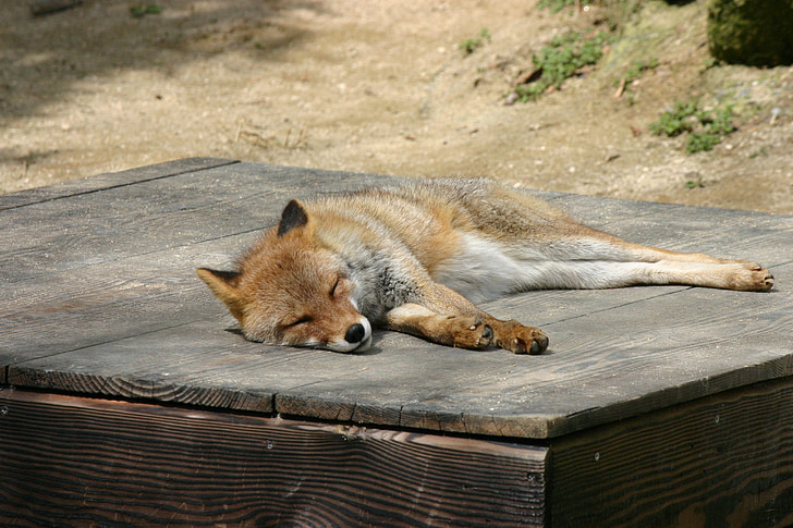 Fox, dierentuin, dier, slaap, slapen, carnivoor, zoogdier