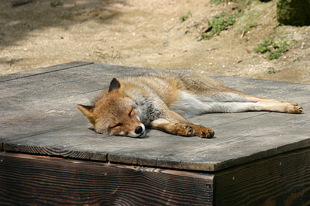 Fox, Zoo, dyr, søvn, sovende, kødædende, pattedyr