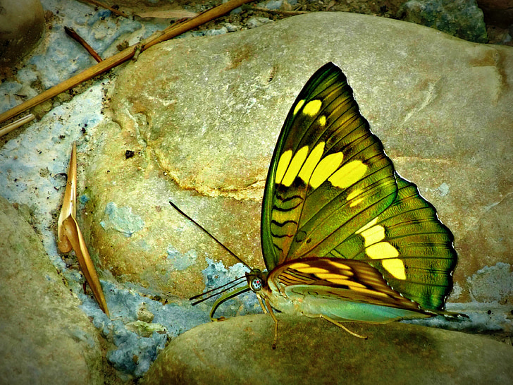 sommerfugl, insekt, grøn, gul, natur, antenne, makro