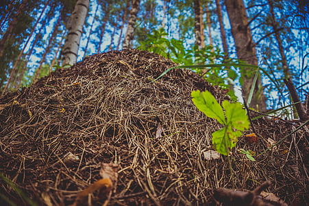 anthill, nature, forest, summer, needles, russia, leaf