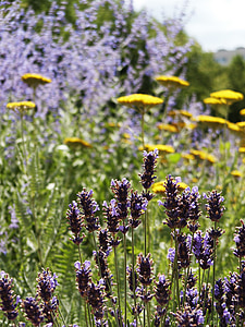 laventeli, kukka, Sun, vihreä, keltainen, violetti, Luonto