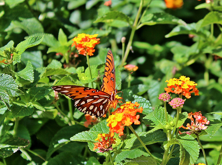 butterflay, залив Седефка, страст пеперуда, agraulis vanillae, пеперуда, природата, Красив
