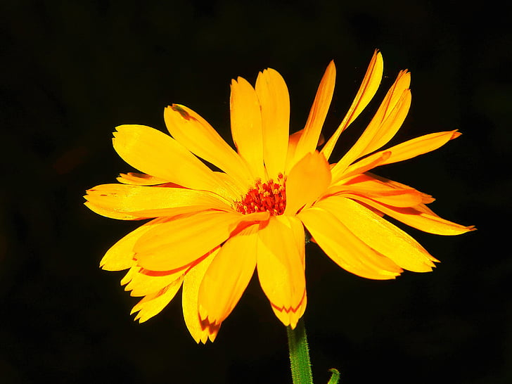 Marigold, Calendula, Calendula officinalis, bunga Padang rumput, naturopathy, Tutup, Blossom