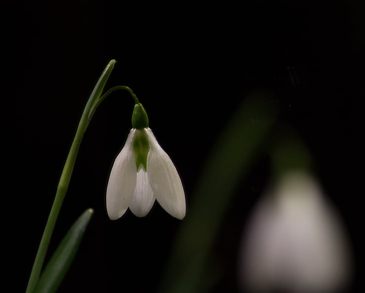 sniegpulkstenīte, makro, baltas puķes, Pavasaris