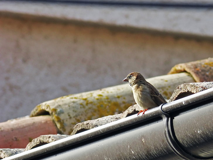 sparrow, roof, drain