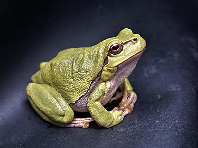 amphibian, color, colour, frog, green, green frog, green toad