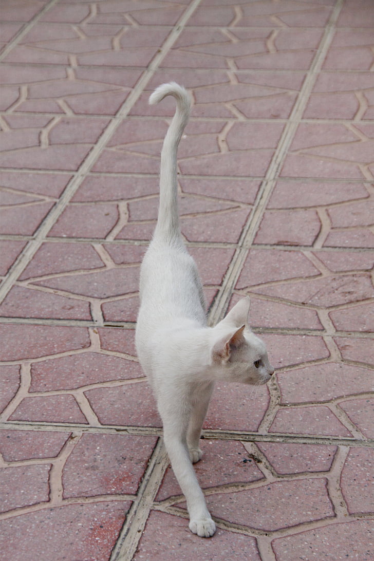 gat, blanc, animal, orgull, prim, pelatge, gat domèstic