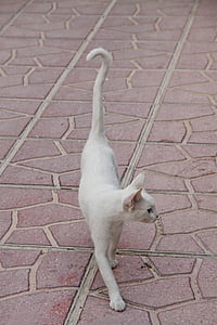 gato, Blanco, animal, orgullo, delgado, piel, gato doméstico