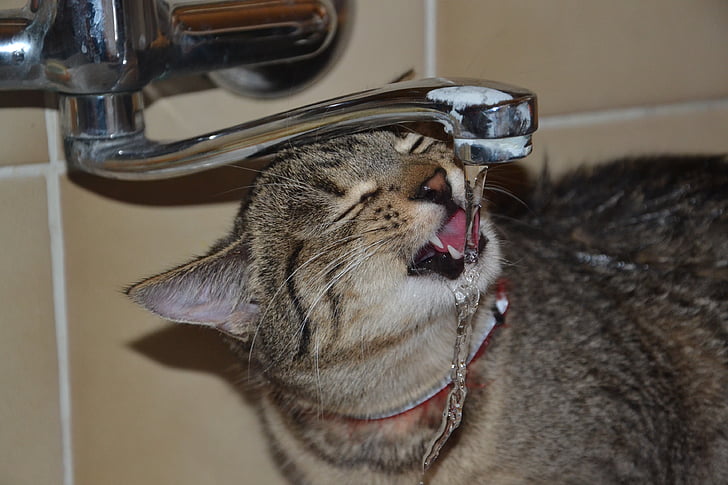 кошка, пить, котенок, домашнее животное, животное, Tomcat, Фото