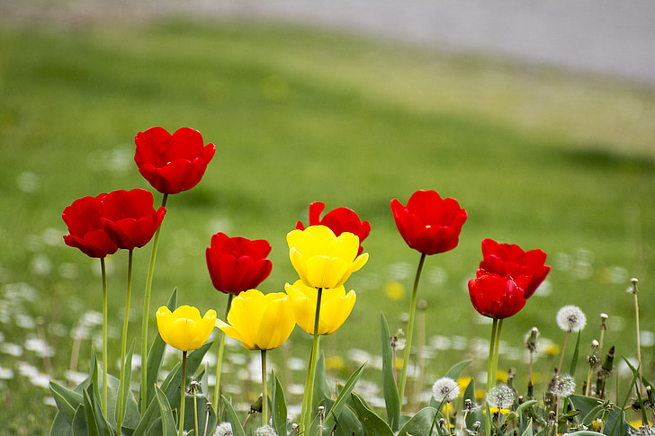 flors, tulipes, primavera, natura, verd, planta, flora