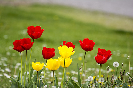 blomster, Tulipaner, forår, natur, grøn, plante, flora