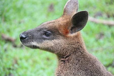 Irmawallabie, kangoeroe, Australië, natuur, dier