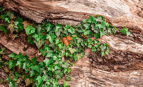ivy, wood, log, nature, structure, overgrown, climber