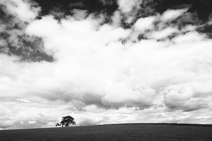 grayscale, photography, lone, tree, cumulus, clouds, cloud