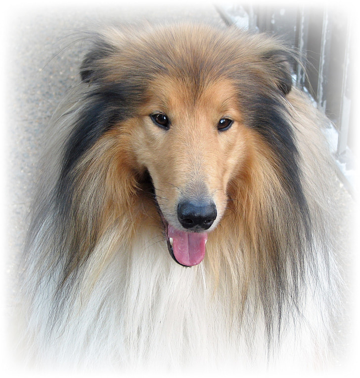 perro, hermosa, Collie, Rough collie, Retrato, Close-up, mascota