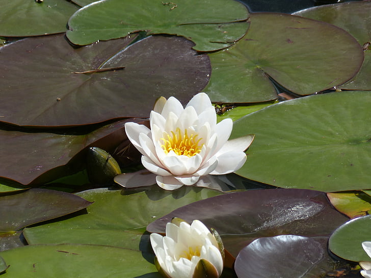 water lily, nymphaea, floating leaves, plant, lake rose, pond, water