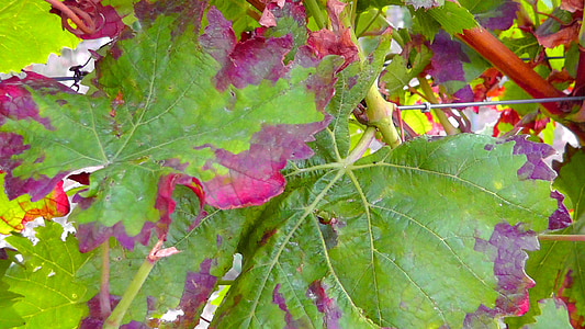 vine, winegrowing, vines, vineyard, wine leaf, harvest, fruit