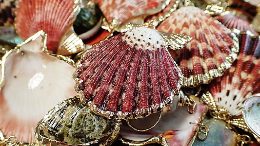 seashells, jewelry, sea, shell, beach, ocean, decoration
