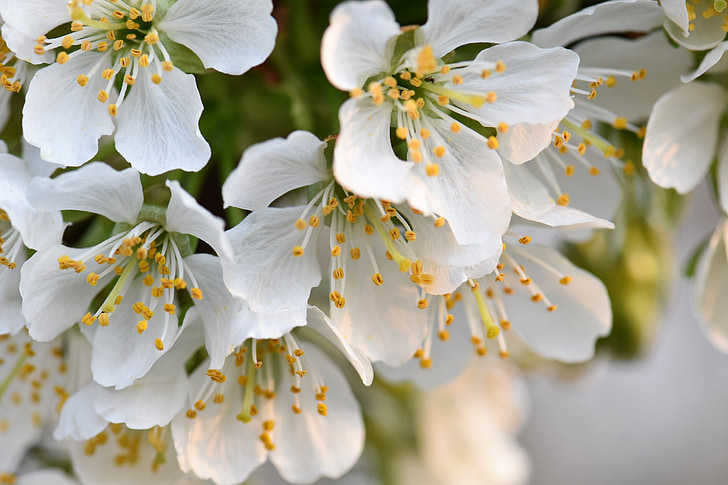 žydinčios japoniškos sakuros, žydėti, augalų, gėlė, Gamta, pavasarį, žiedų