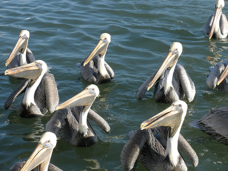 Pelikanai, paukščiai, vandens, Gamta, jūra
