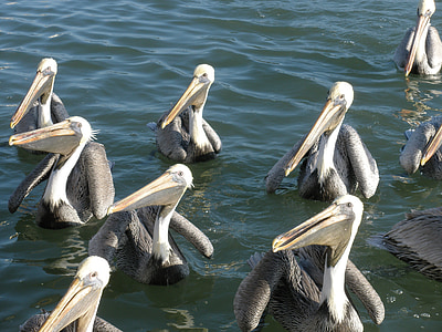 pelikaner, fugle, vand, natur, havet