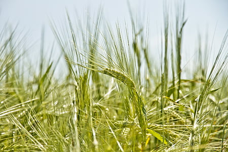 selectiva, enfoque, verde, granos, hierba, grano de trigo, verdor