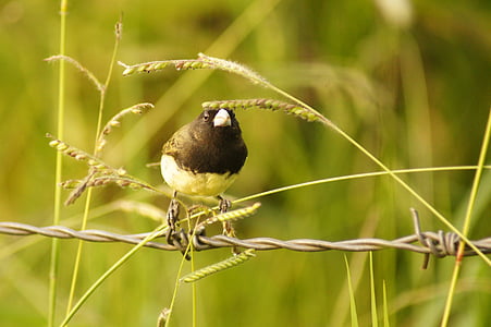madarak, Örményország, Quindio, természet, Kolumbia