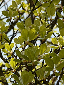 реальний whitebeam, Хо, дерево, листя, світло назад, Ейрі, Природа