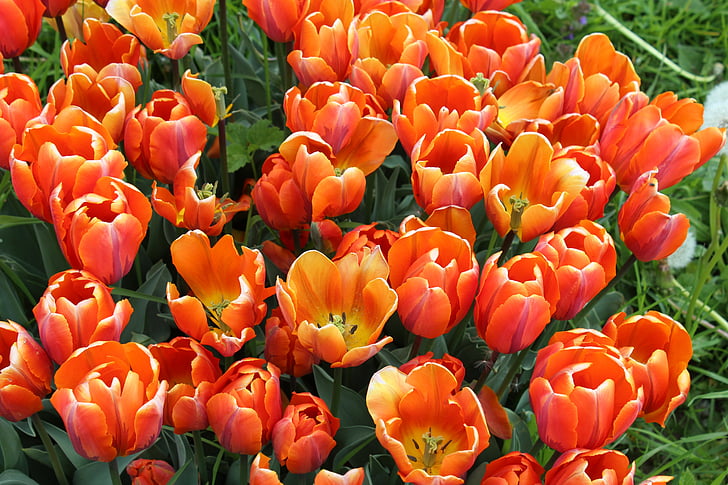 tulipas, Tulipa, lírio, Liliaceae, planta de jardim, schnittblume, Cor