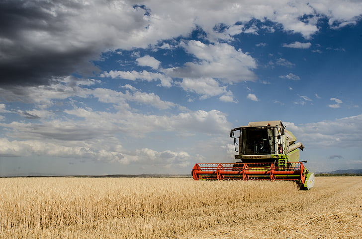harvest, combine harvester, agriculture, cereals, herbaceous, food, bread