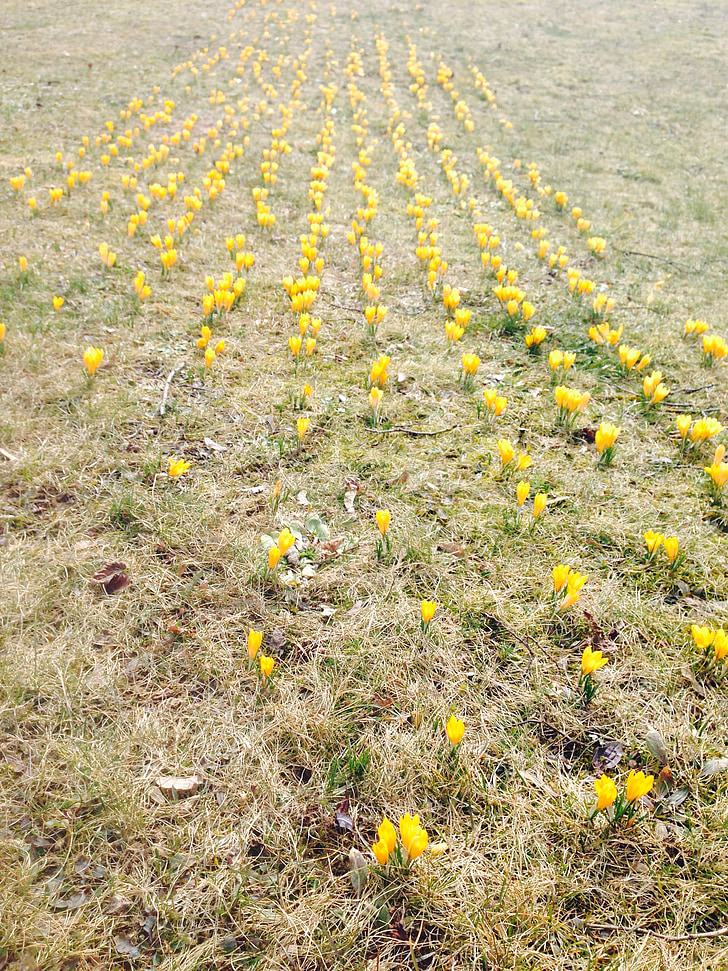 crocus, flowers, yellow, spring, nature, meadow, earth