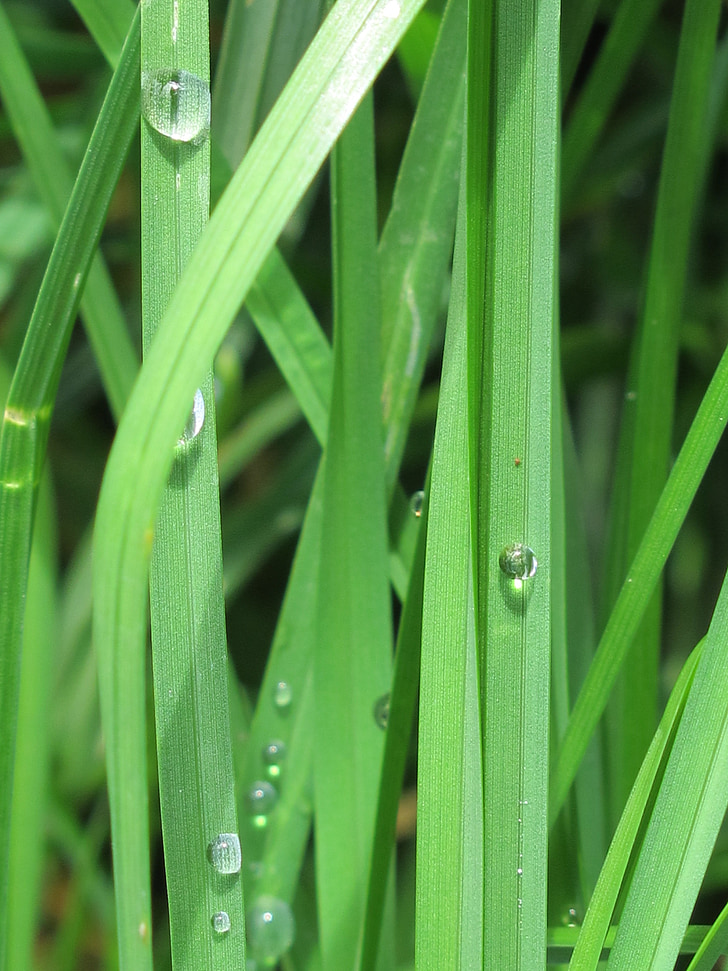 drops, lawn, green, grass, nature