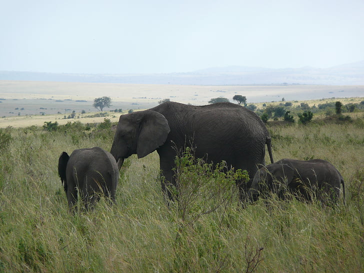 ช้าง, เคนย่า, มาไซ, มารา, แอฟริกา, สัตว์ป่า, ธรรมชาติ
